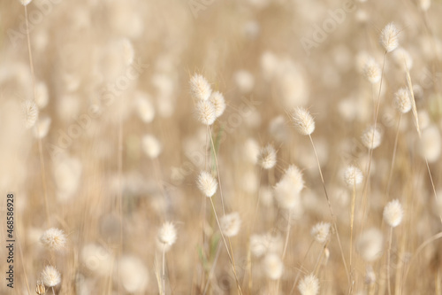 Closeup of dry plant bunny tail background photo