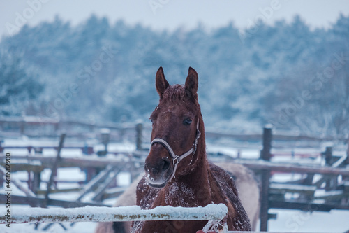 Horse in winter