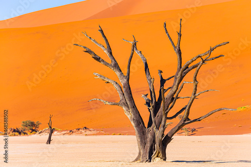 Fototapeta Naklejka Na Ścianę i Meble -  The morning in the Namib desert