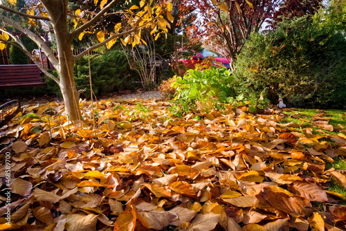 A garden covered with dropped leaves in autumn 