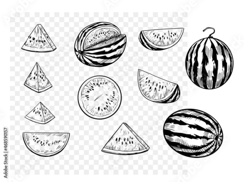 Watermelon illustration. Sketch set. vector