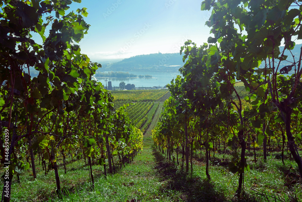 Scenic landscape through vineyard