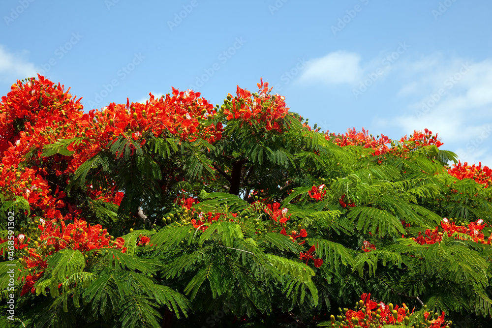 Royal Delonix or Fire tree