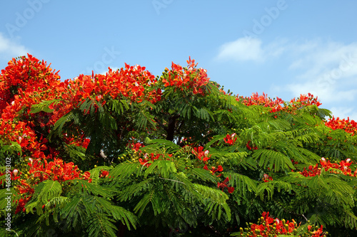Obraz na plátne Royal Delonix or Fire tree