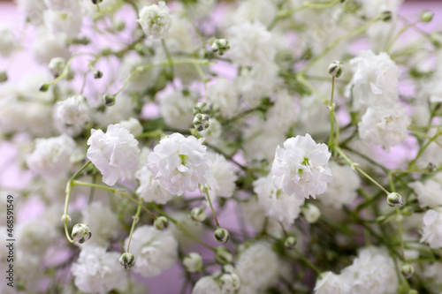 Beautiful gypsophila flowers on violet background, closeup view