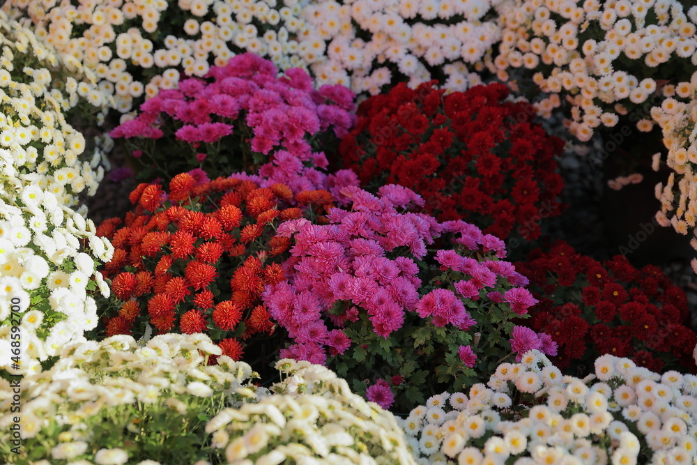 日本、茨城県笠間市の菊祭り