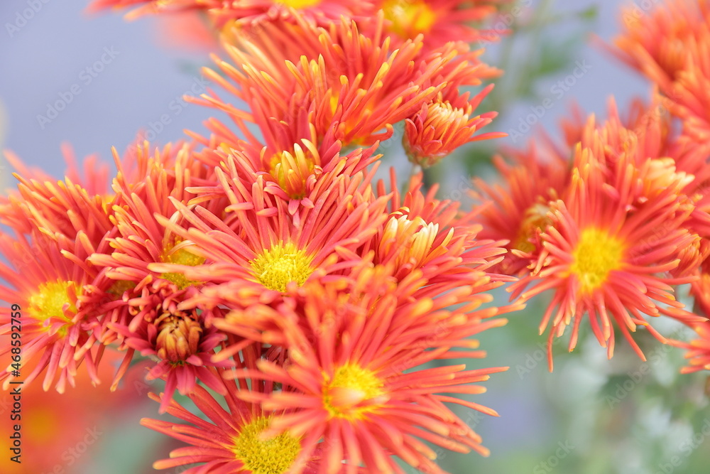 赤い菊の花びら、クローズアップ 赤い菊の花びら、クローズアップ