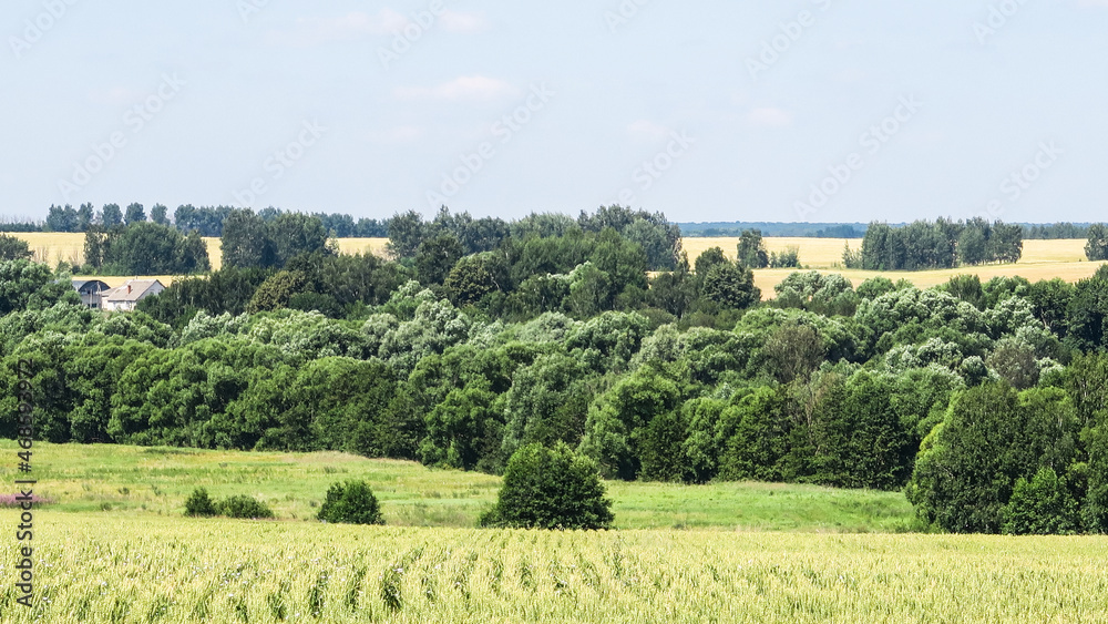 Green and yellow fields with trees and bushes against a large blue sky on a sunny day. Wide view of the countryside. Natural background of hills and copses, rare trees on rough terrain, fresh juicy sh
