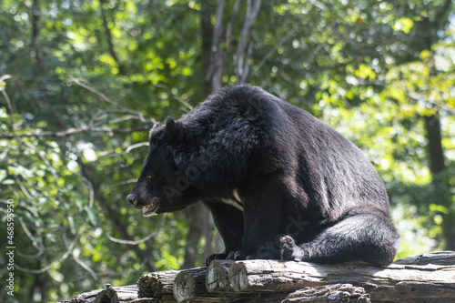 Asian black bear (Ursus thibetanus) in Huai Kha Khaeng Wildlife Sanctuary, Thailand photo