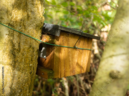 Dormouse nest box attached to a tree in woodland