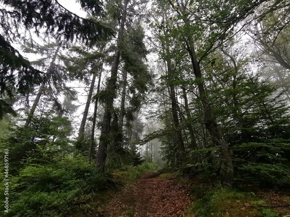 trees in the forest trees in the forest