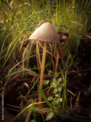 Pleated Inkcap mushroom grows on a grassy verge