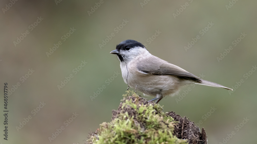 bird, natur, wild lebende tiere, tier, kohlmeise, ast, wild, grossartig, garden bird, natur, wild lebende tiere, tier, kohlmeise, ast, wild, grossartig, garden