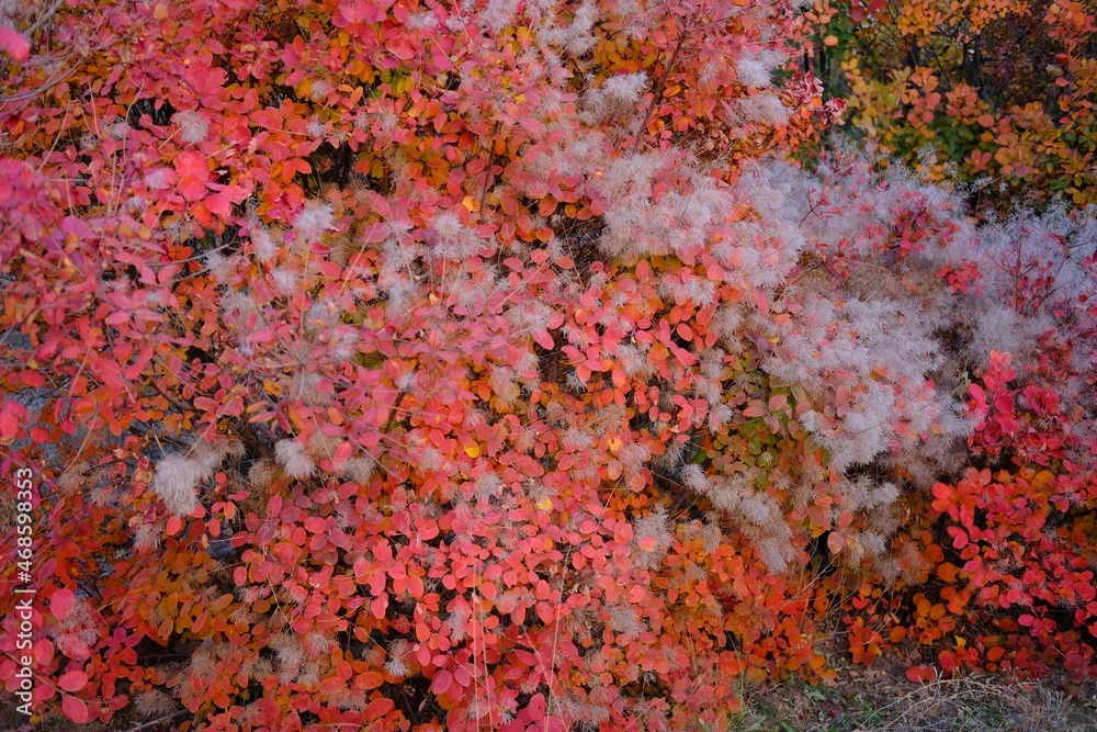 Autumn landscape.Nature autumn background of forest. High quality photo Autumn landscape.Nature autumn background of forest. High quality photo