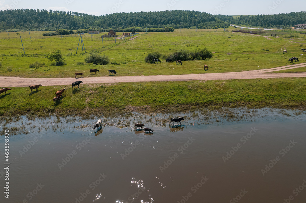 Aerial view of cows herd grazing on pasture field, top view drone pov , in grass field these cows are usually used for dairy production. Aerial view of cows herd grazing on pasture field, top view drone pov , in grass field these cows are usually used for dairy production.