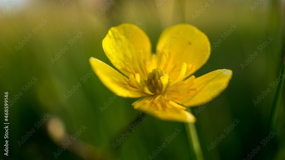 close up of a blossom of a beautiful flower. detailed single shot close up of a blossom of a beautiful flower. detailed single shot