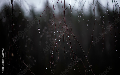 Tree Branch With Rain Drops. Dew drops on  bare tree branches.