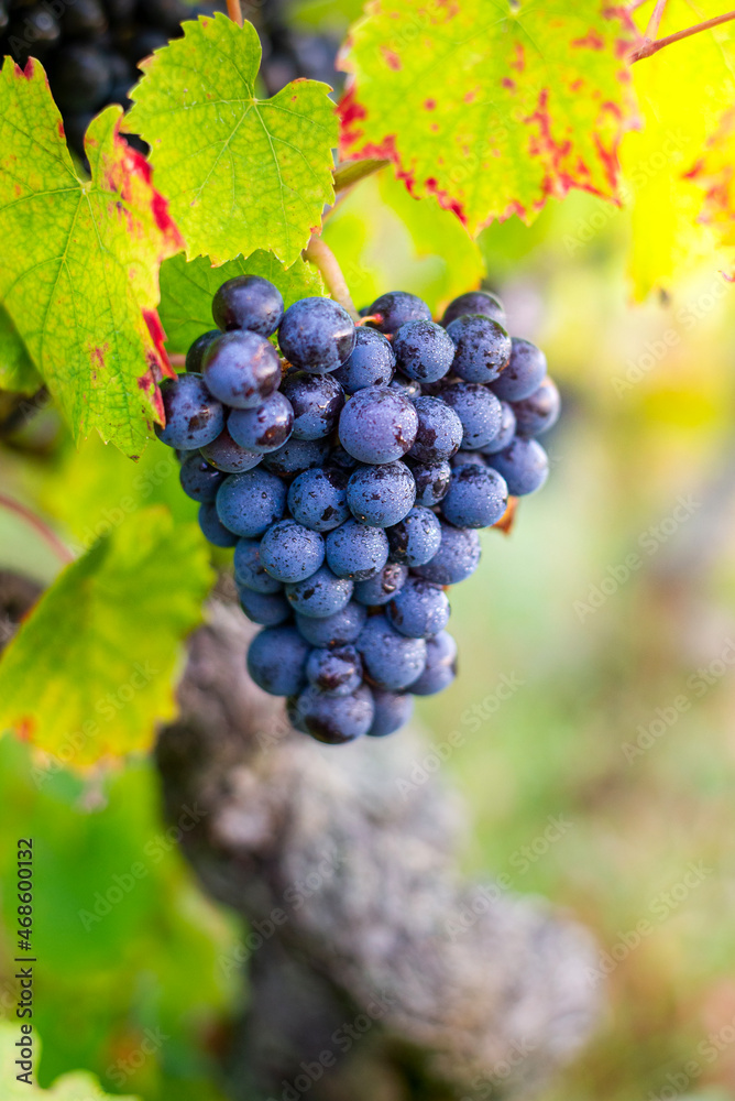 Naklejka premium Grappe de gamay avant les vendanges