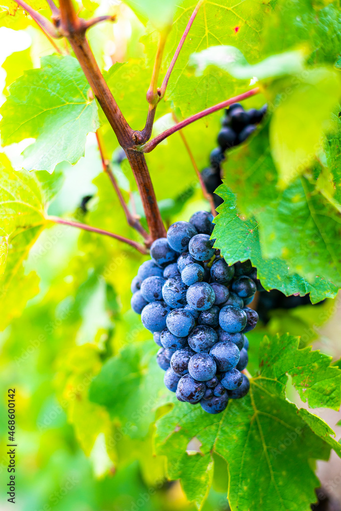 Grappe de gamay avant les vendanges