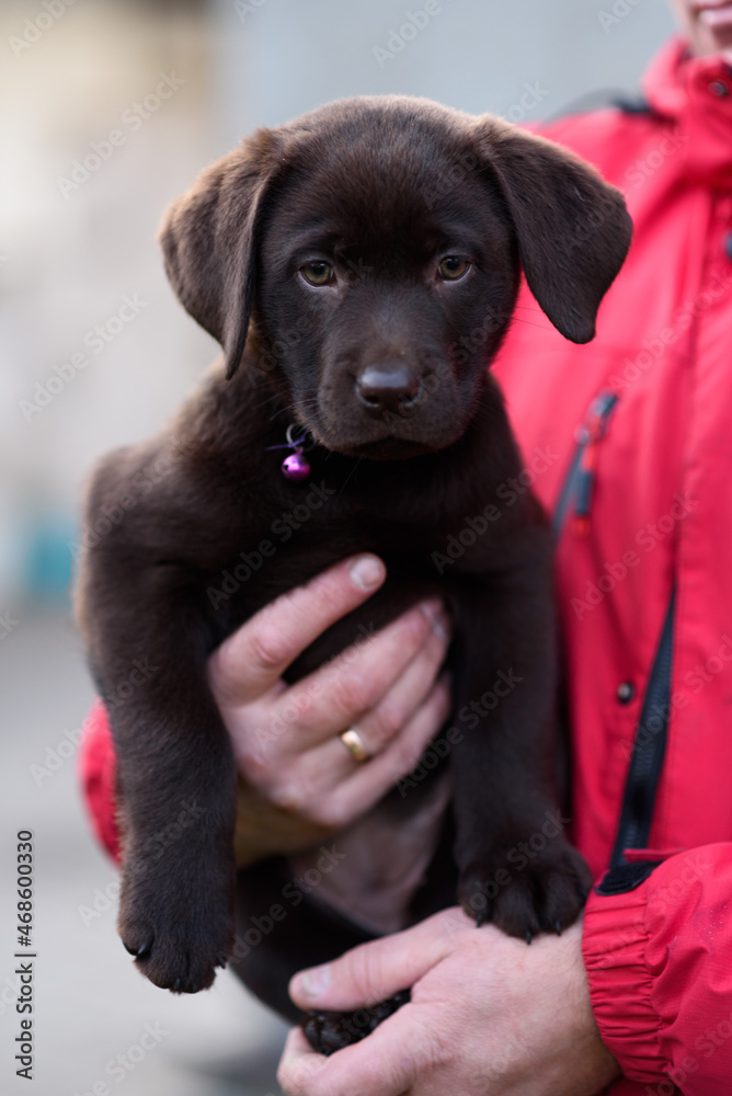 Obraz premium black labrador retriever puppy