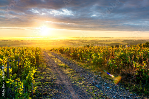 Tableau sur toile Lever de soleil sur le vignoble du Beaujolais