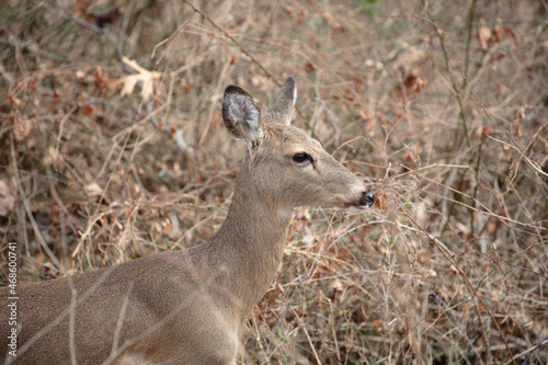 Wild White Tail Deer female doe in brush 
