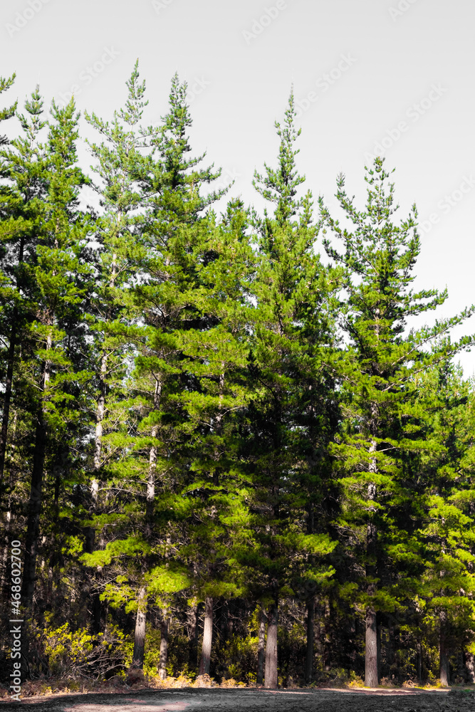 Fototapeta premium Rows of trees in a Pine Forest Plantation.