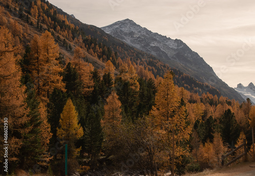 Colors of the autumn in St. Moritz..
