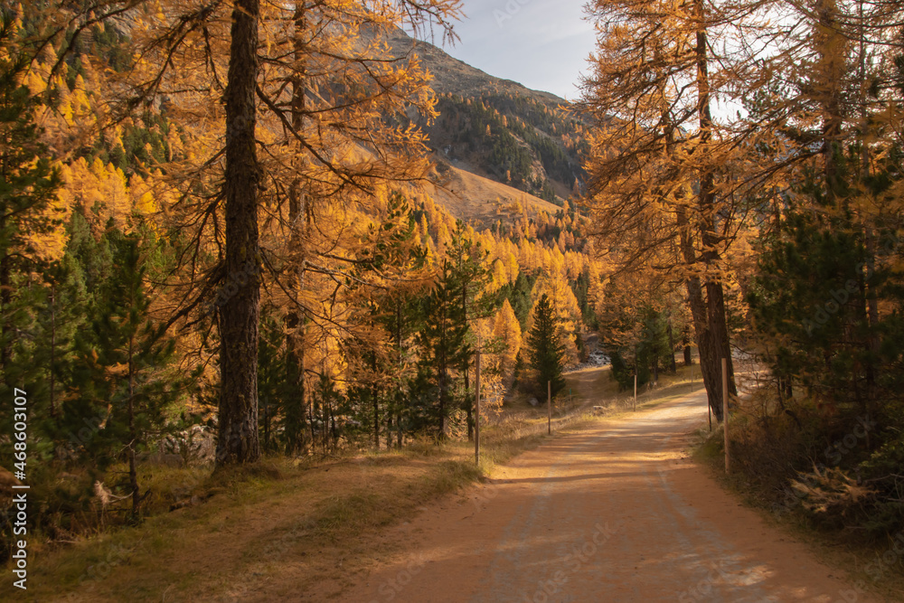 Fototapeta premium Colors of the autumn in St. Moritz..