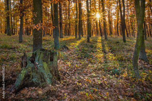 Early evening sun in autumn oak forest