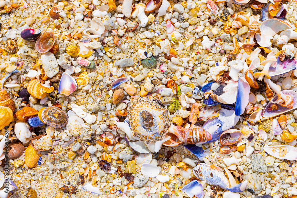 Overhead view of washed up and broken sea shells on sandy beach Overhead view of washed up and broken sea shells on sandy beach