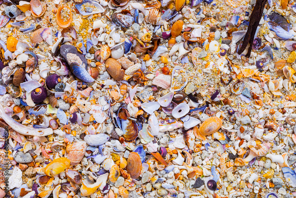 Overhead view of washed up and broken sea shells on sandy beach Overhead view of washed up and broken sea shells on sandy beach