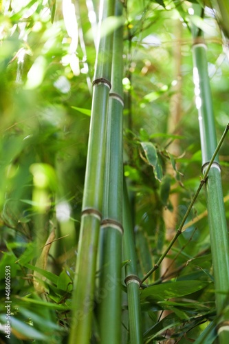 Close-Up of Bamboo Stem