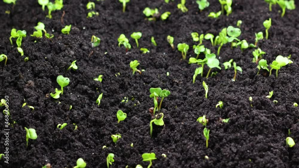 Growing seeds in spring timelapse, sprouts germination, newborn cress salad Plant in greenhouse agriculture Growing seeds in spring timelapse, sprouts germination, newborn cress salad Plant in greenhouse agriculture