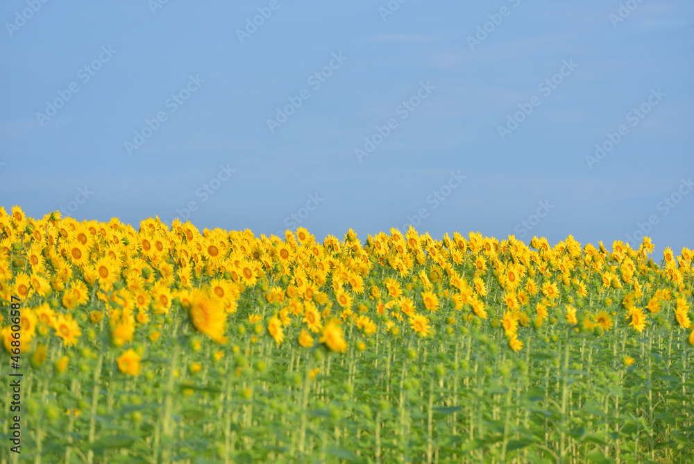 Fototapeta premium ひまわりのある風景