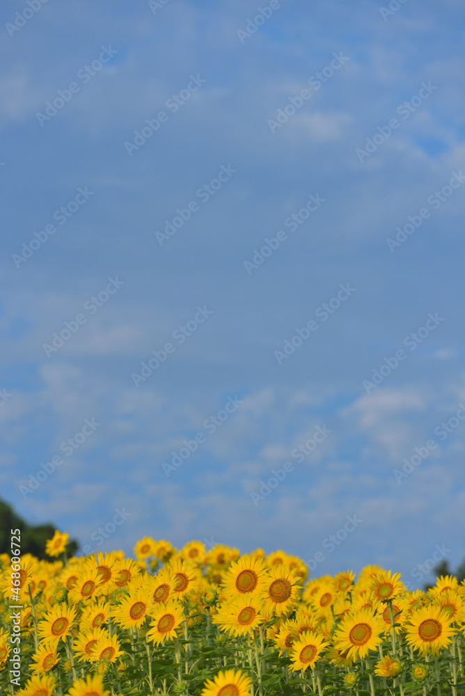 Fototapeta premium ひまわりのある風景