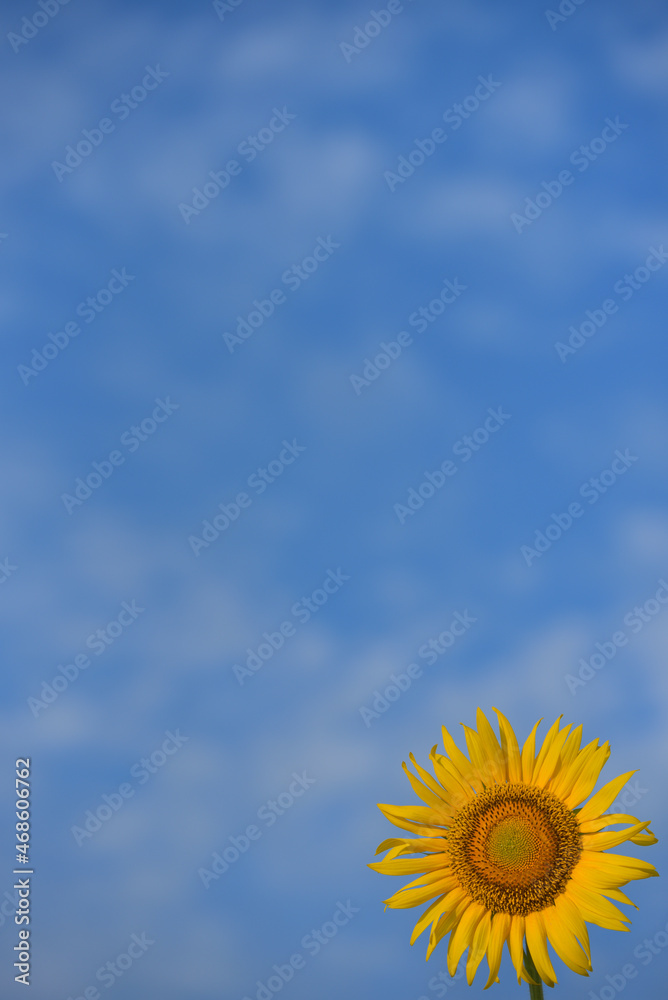ひまわりのある風景