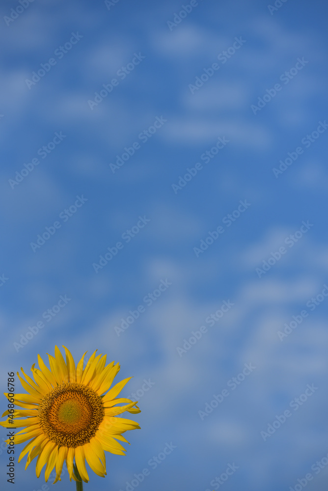 ひまわりのある風景
