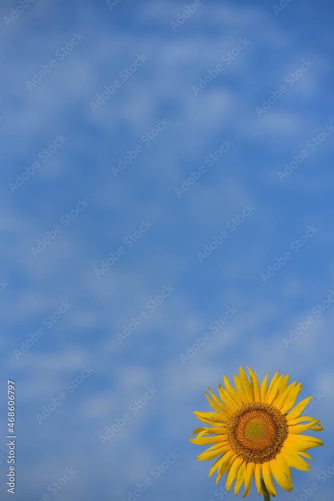 ひまわりのある風景