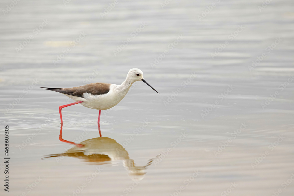 Attentive Himantopus bird standing in pond water Attentive Himantopus bird standing in pond water