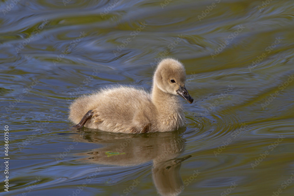 Adorable swan ducking floating on pond water Adorable swan ducking floating on pond water
