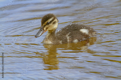 Calm baby mallard swimming on pond water