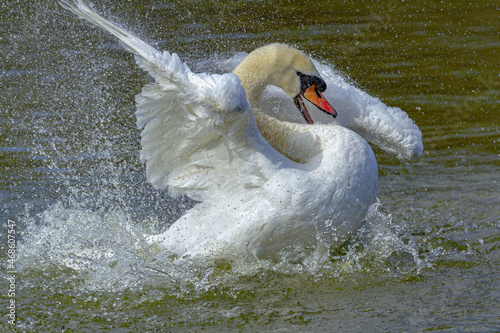 White swan splashing water with spread wings while floating in lake