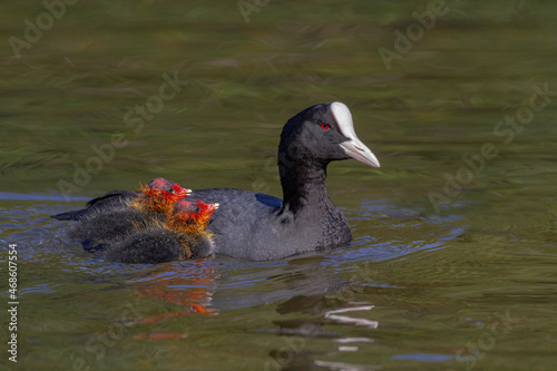 Eurasian coot mother with ducklings swimming in lake