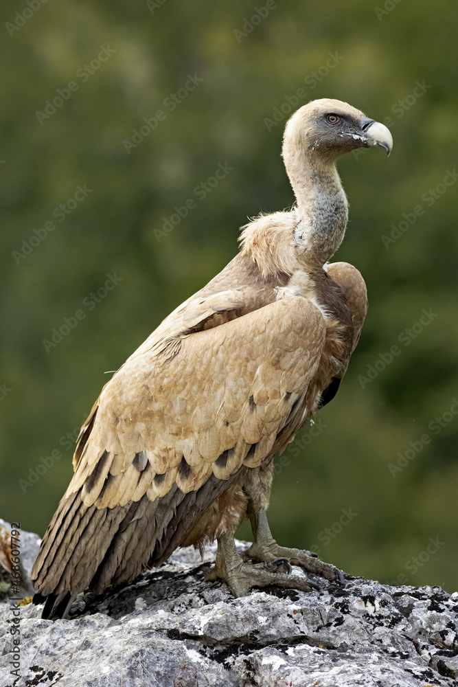 Griffon vulture with long neck in nature Griffon vulture with long neck in nature