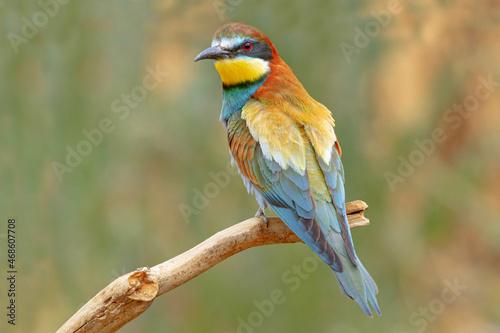 Bright bird on thin tree branch