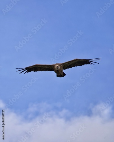 eagle in flight