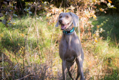 Weimaraner dogs playing and running in the wild nature