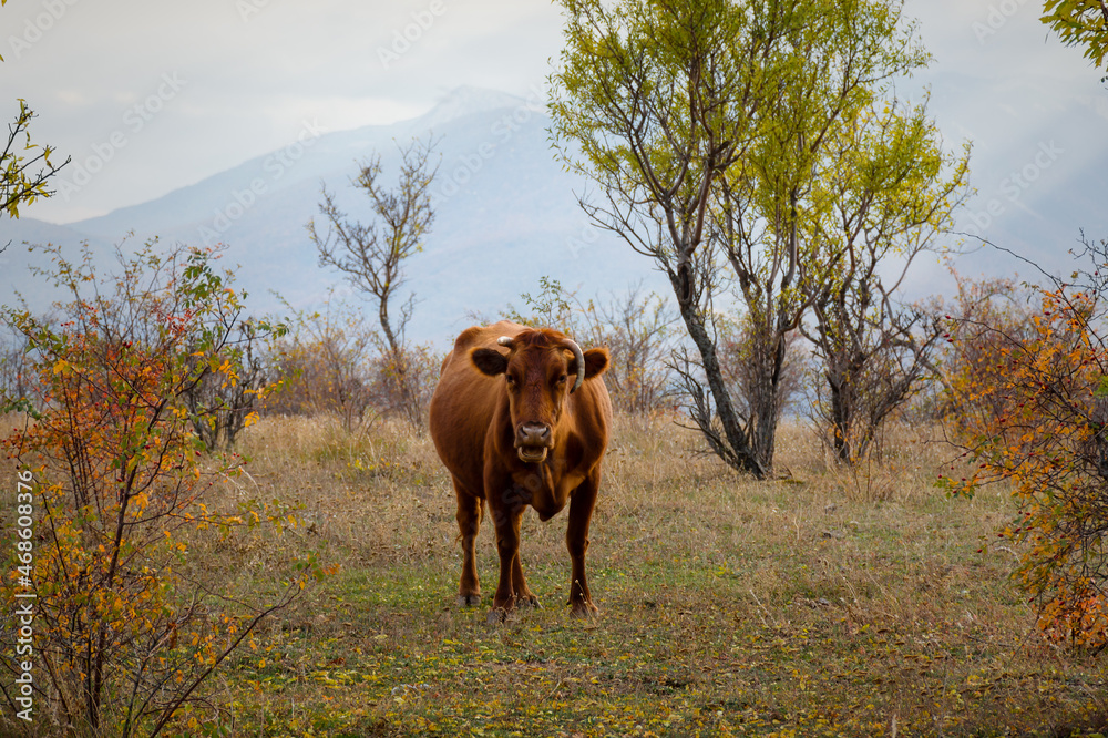 Obraz premium One red cow grazes in a meadow against the background of forests mountains. Autumn colorful landscape. The bright fiery color of a cow. Portrait of a pet. Looks directly into the camera. Countryside