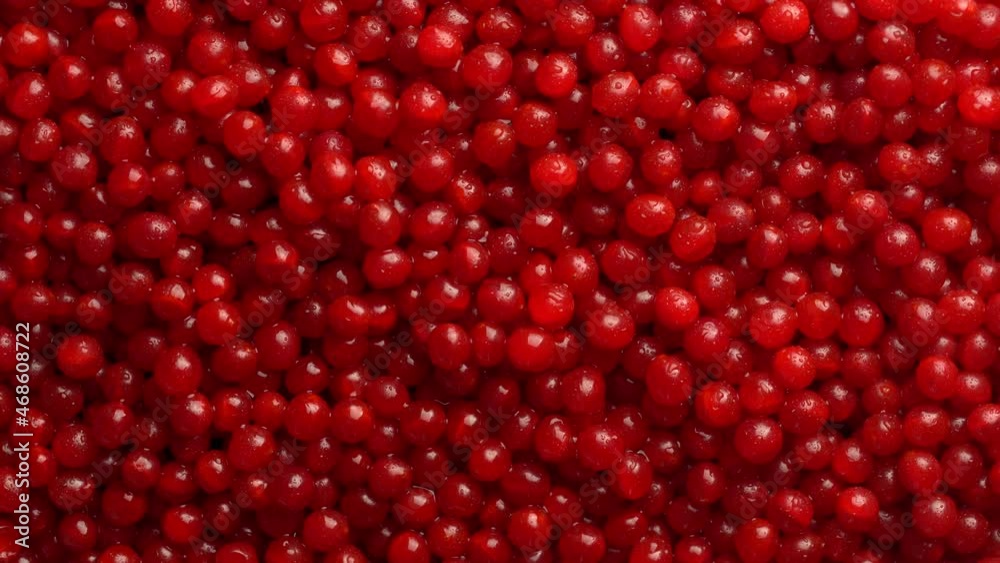 Harvest the red viburnum or guelder rose, close up, top view. Beautiful texture with red berries on viburnum background, rotates Harvest the red viburnum or guelder rose, close up, top view. Beautiful texture with red berries on viburnum background, rotates